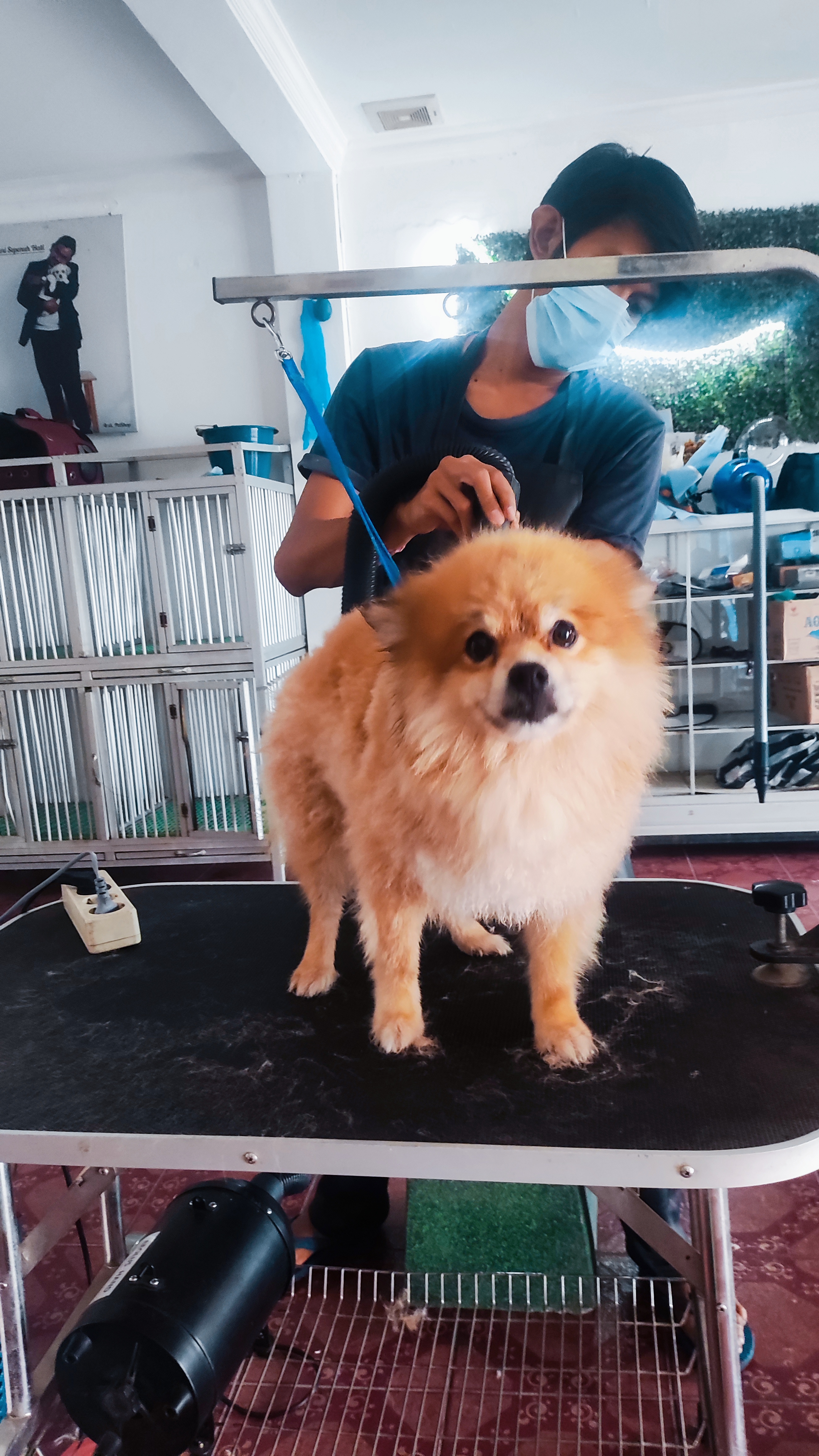 Jangan lupa untuk grooming